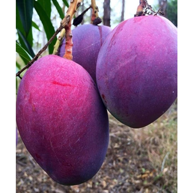 bibit pohon mangga irwin