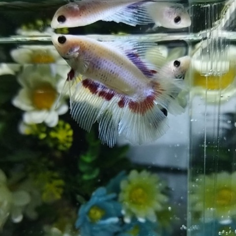 SEPASANG/1 PAIR IKAN CUPANG HALFMOON DOUBLE TAIL/DTHM/HMDT MASCOT SERIES 100% REALPICT (KODE AM1)