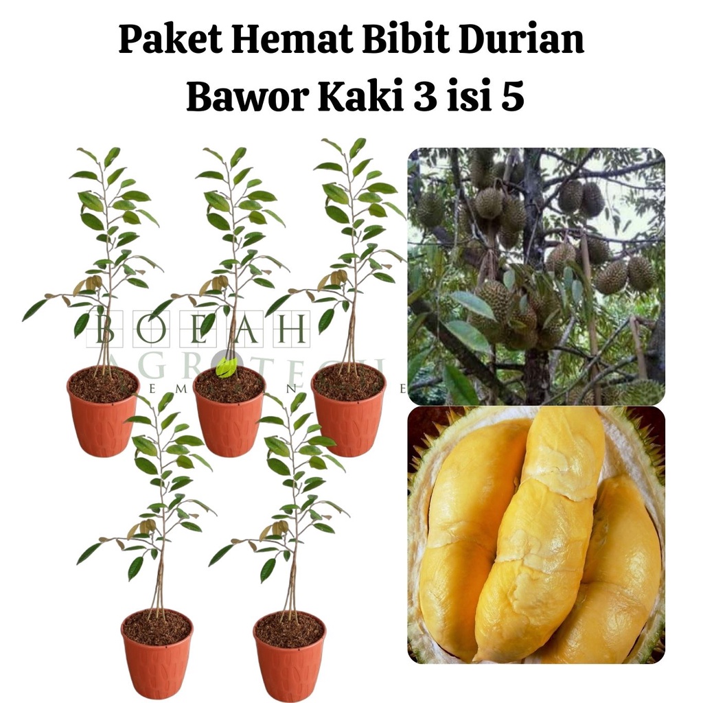 Paket Hemat Bibit Durian Bawor Kaki 3 Isi 5 Bonus Bibit Strawberry+Polibag