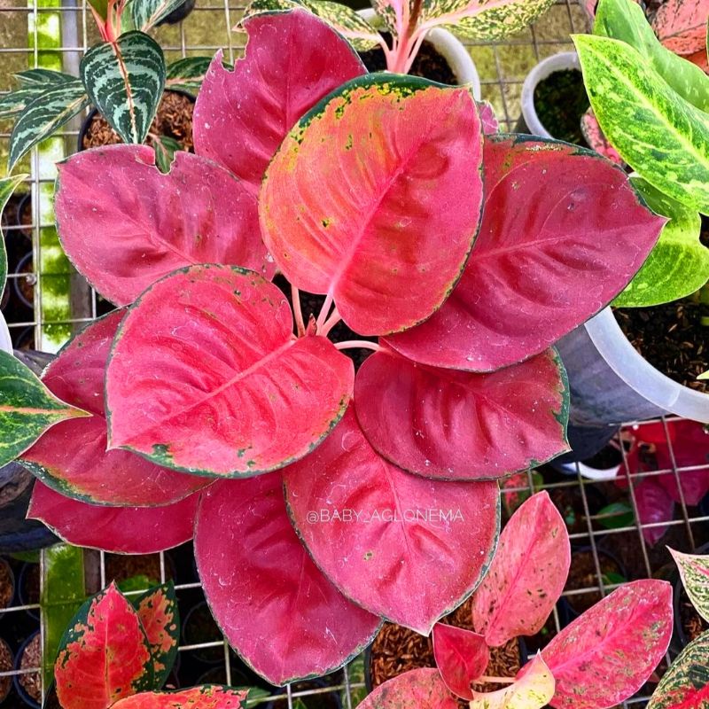 Aglonema Bownis Tanaman Hias Bunga Aglaonema Murah MerahBUKAN bonggol bibit - tanaman hias hidup - b