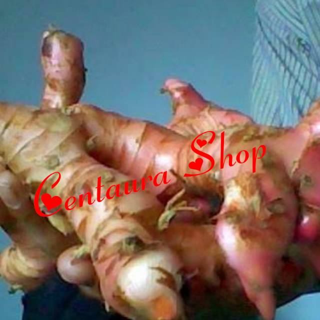 

Lengkuas Merah Rimpang / Umbi Segar Bersih Kwalitas Super Unggul 500gr