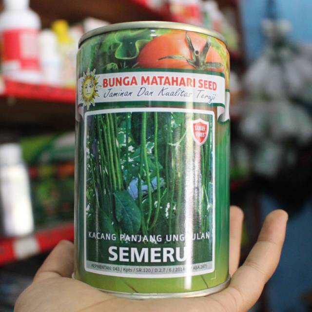 Benih kacang panjang semeru