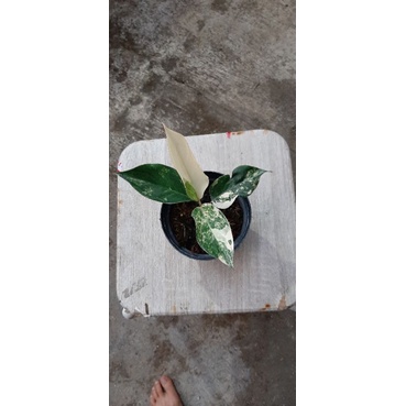 Aglaonema siam jade