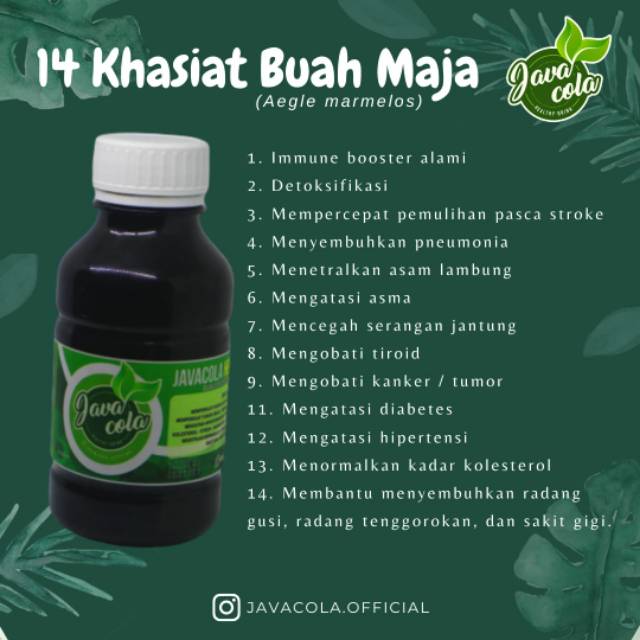 

JAVA COLA (BUAH MAJA)