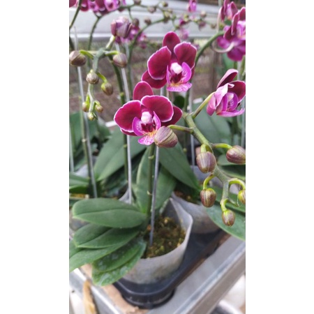 Anggrek Bulan Mini taiwan Merah Hati phalaenopsis mirip black j