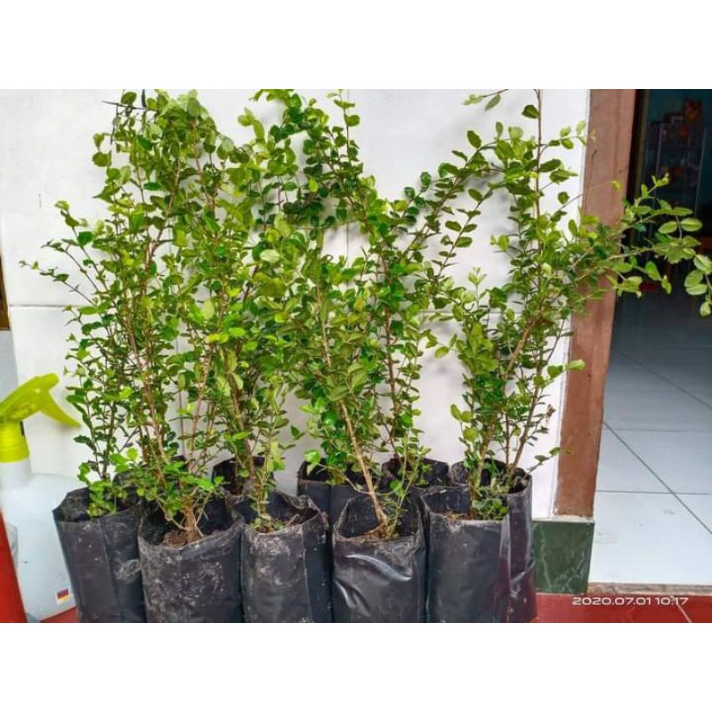 Bibit Bonsai Mirten Duri