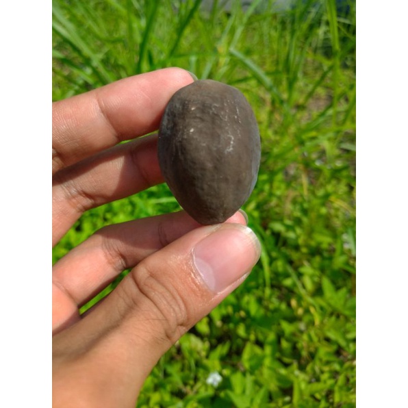 Muncang pedang silet