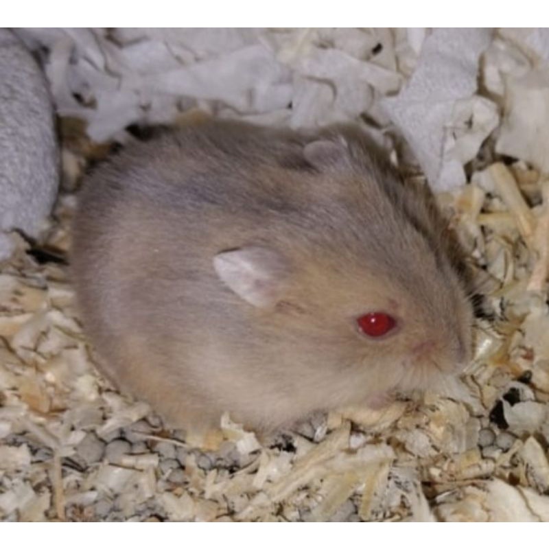 Hamster winter golden red eye, argente red eye ,sapphire black eye, white pearl black eye