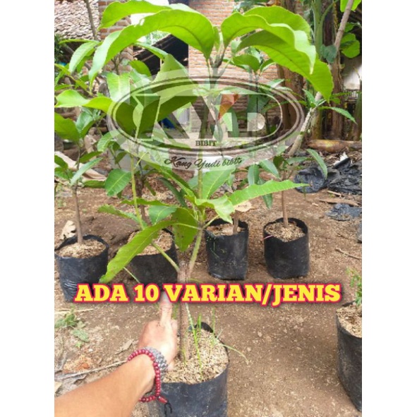 bibit mangga 2 dimensi/mangga kombinasi(1 pohon bisa berbuah 2 jenis mangga)