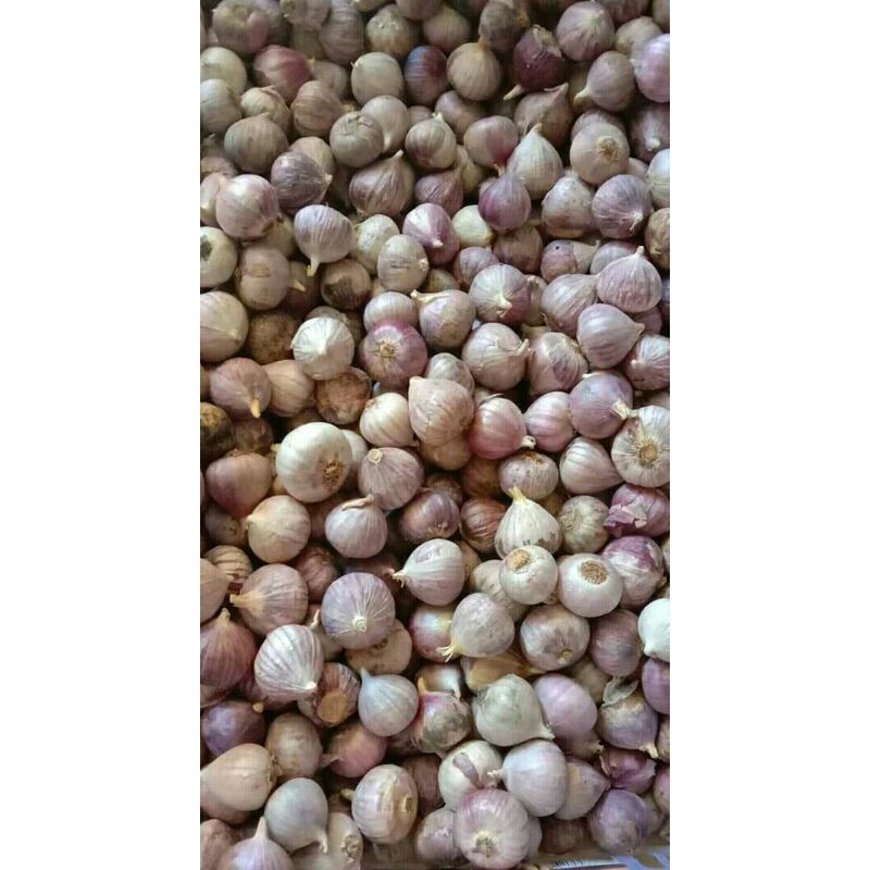

BAWANG IMPORT UNGU 500 GRRAM