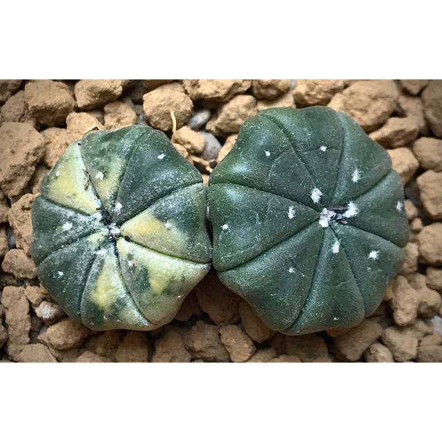 Astrophytum asterias double head variegata