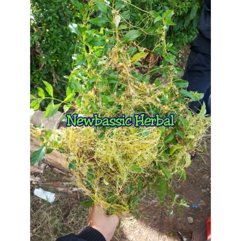 

benalu tali putri herbal Hasil Kebun Sendiri