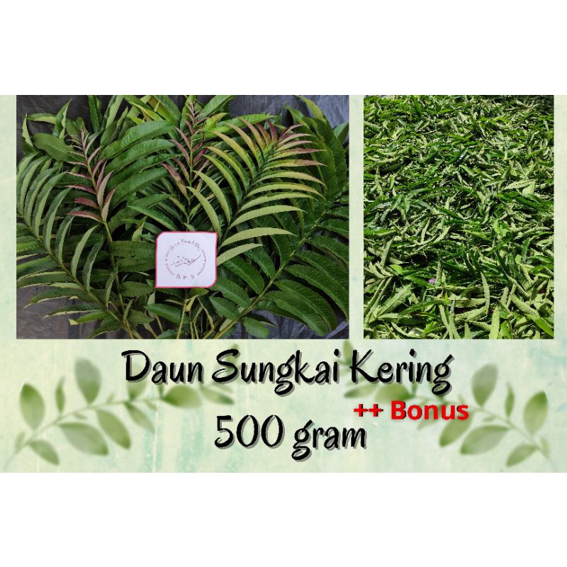 

Daun Sungkai Kering 500 gr