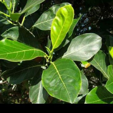 

daun nangka herbal fresh 100 gram