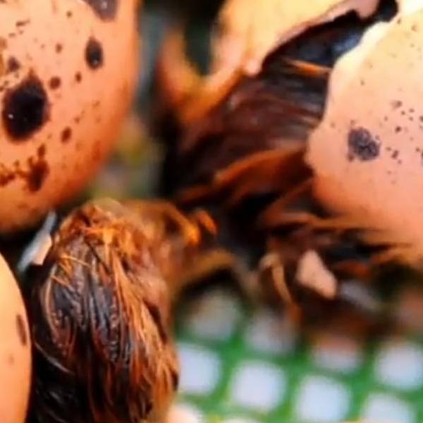 

→Ready Stock→ 0HHJZ Telur puyuh tetas/fertil kemasan 50 butir + bonus telur 52 Terlaku.