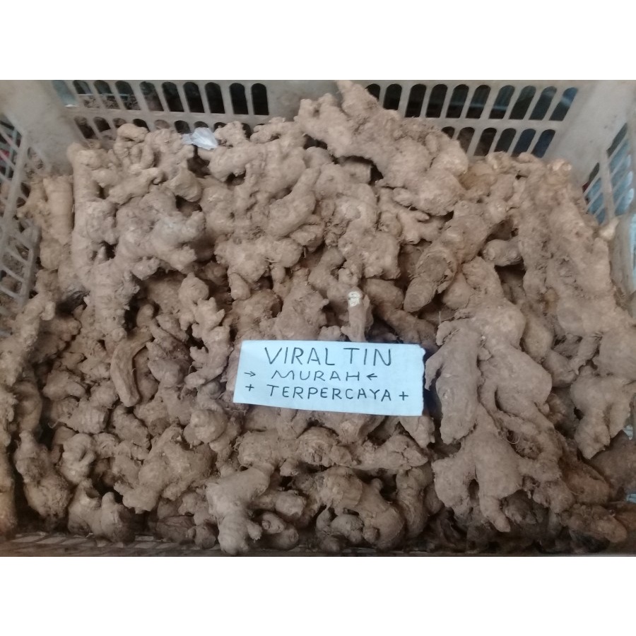 

JAHE GAJAH SEGAR PER 100 GR