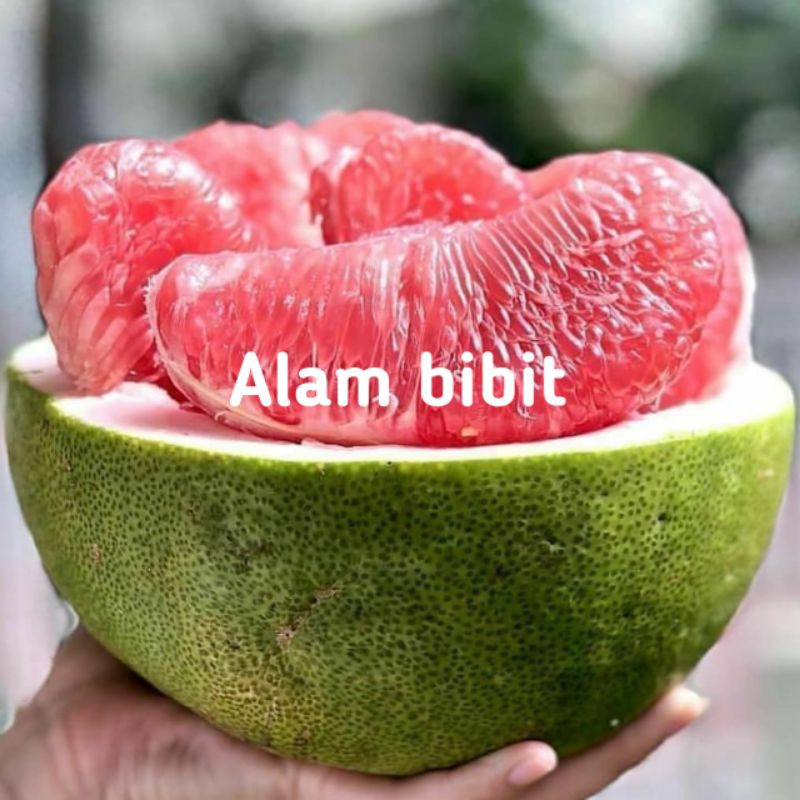 BIBIT JERUK BALI/PAMELO OKULASI INDUKAN BERBUAH (COCOK DI TANAM POT)