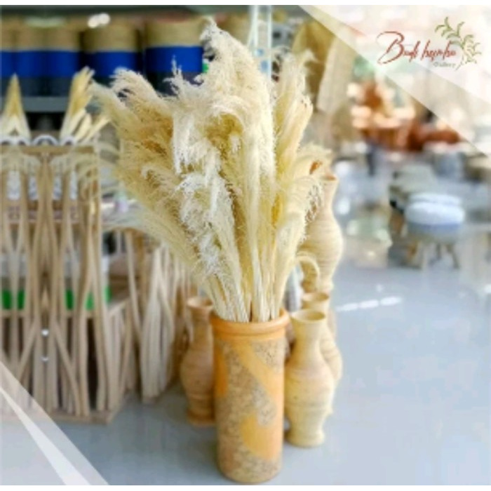 PAMPAS BLEACHING RAYUNG DRIED PAMPAS GRASS BUNGA KERING RUSTIK MURAH