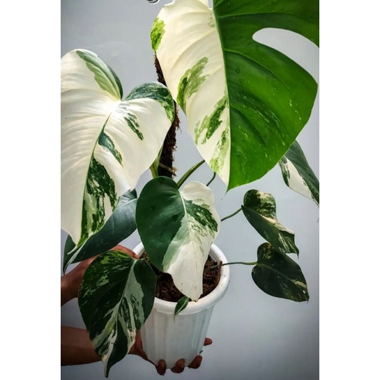 monstera white tiger / philodendron monstera variegata / monvar / monthai / monstera thailand / mons