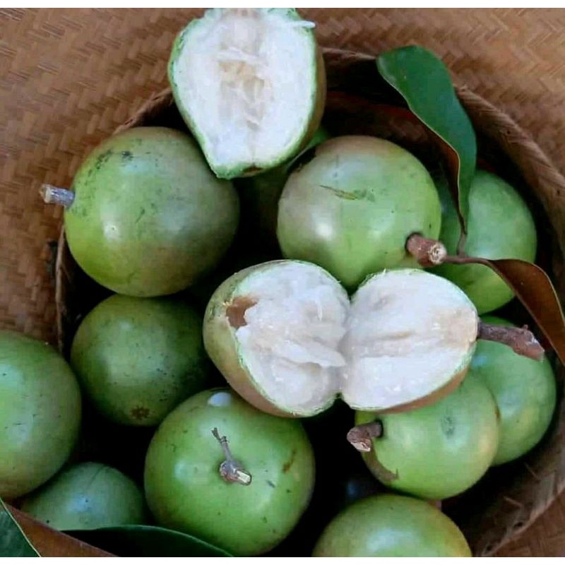 

Buah KENITU/ maneccu/sawo hijau/sawo ijo/apel susu( 1 KG)