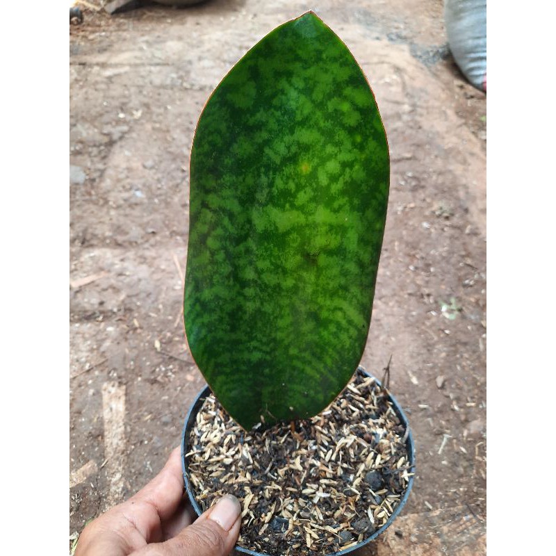 POHON SENSIVERA MASONIANA-tanaman sensivera masoniana centong