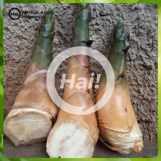 

REBUNG BAMBU KUNING ASLI 1 KILOGRAM-rebung herbal kaya manfaat. HAI STORE