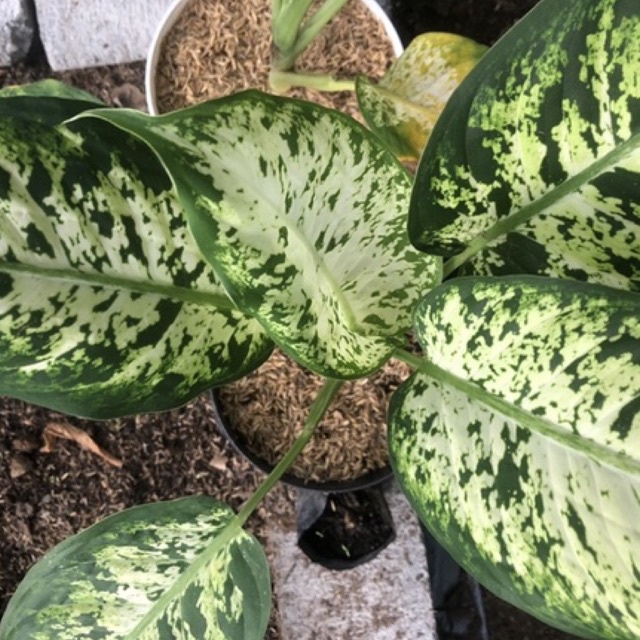DIVEN BRAZIL - DIEFFENBACHIA SPARKLES