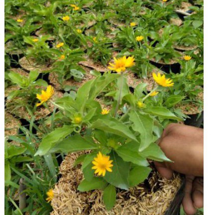 Tanaman Seribu bintang