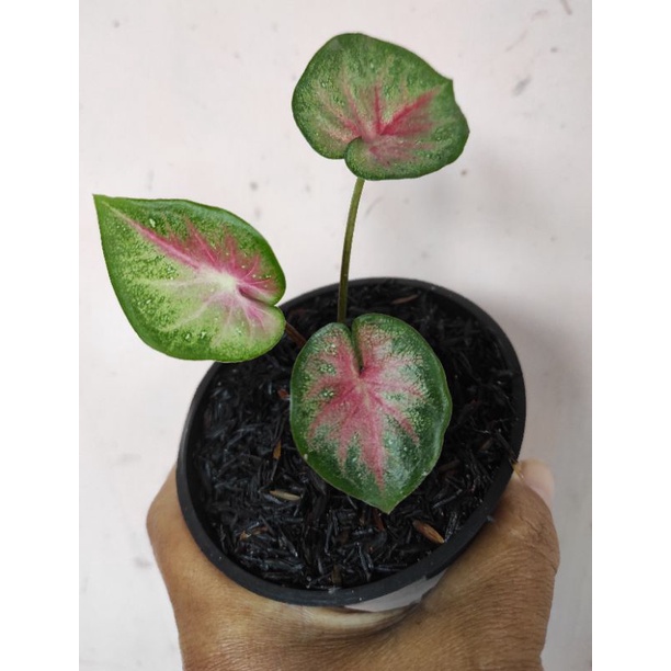 Keladi Shycool Cat Tumpah