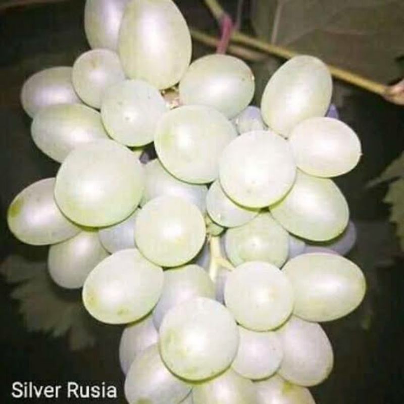 bibit anggur import silver ukraina valid