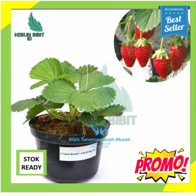 BIBIT STRAWBERRY CALIFORNIA JUMBO MANIS