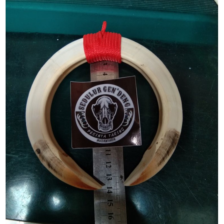 Kalung taring babi asli sepasang 14cm