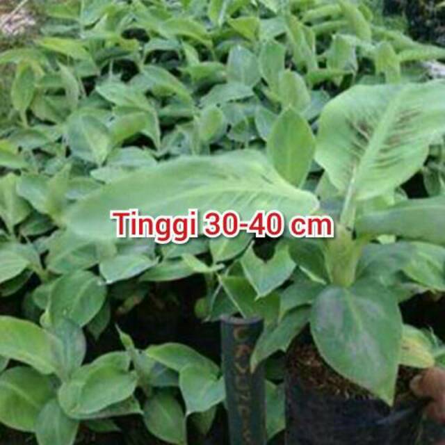 Bibit pisang cavendish,Raja bulu,Ambon,Emas,Dll