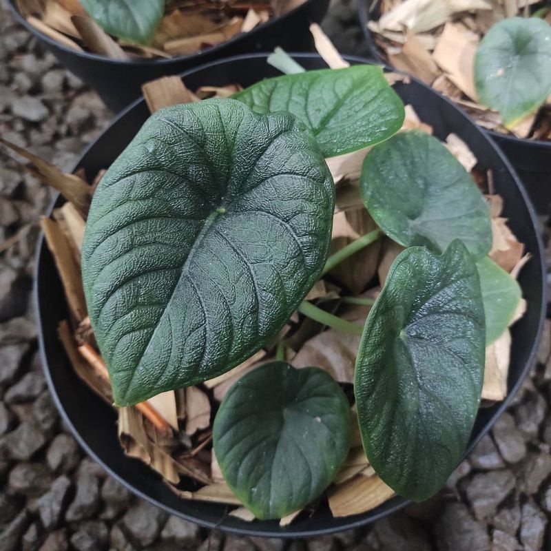 anakan Melo badak kapuas //murah keladi