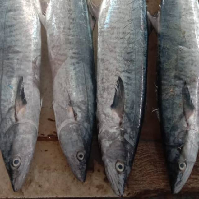

IKAN TENGGIRI