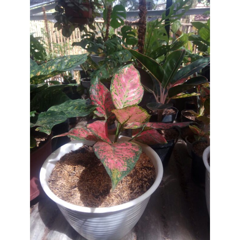 Aglonema Dud anja - Aglonema indukan