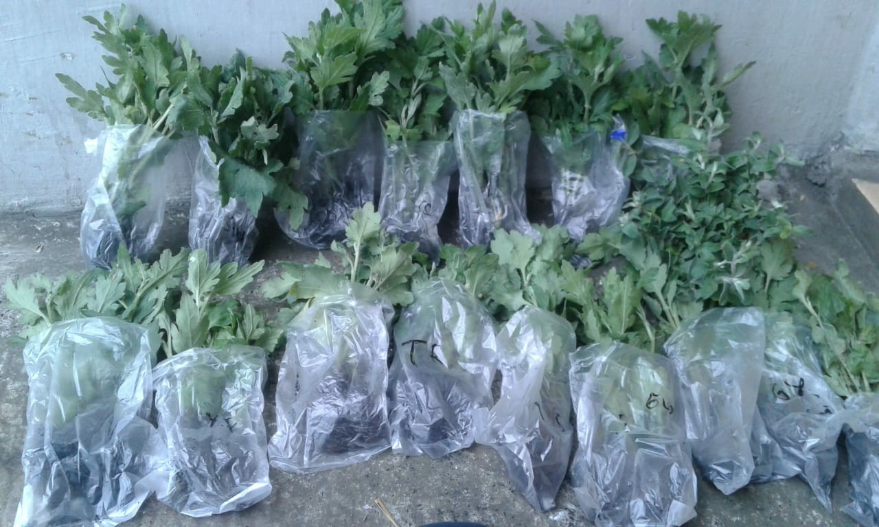 Tanaman Hias Criptantus Pink