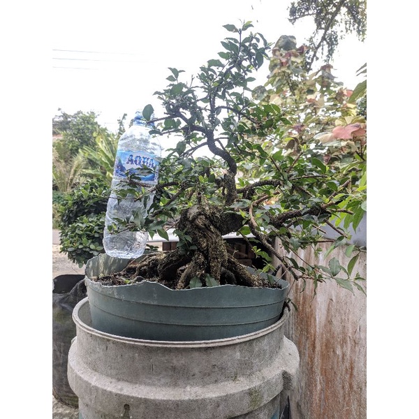 Bahan Bonsai Sakura Jepang Micro ukuran Jumbo
