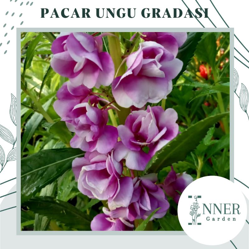 4 Biji Benih Pacar Air Ungu Gradasi Tumpuk