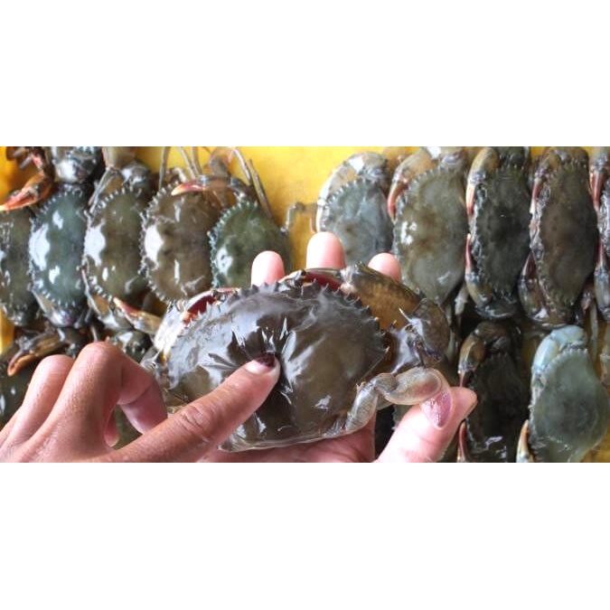 

Kepiting Soka/Gembos