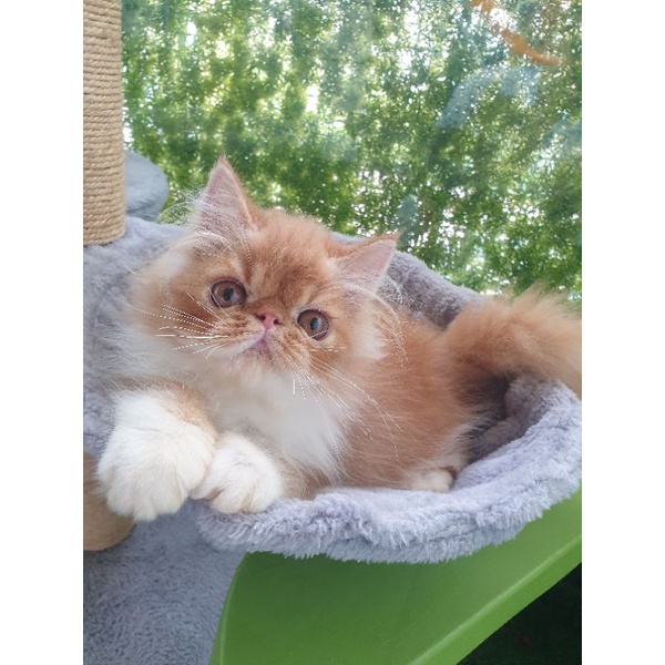 kucing persia flatnose / peaknose / himalaya /anggora / ragdoll