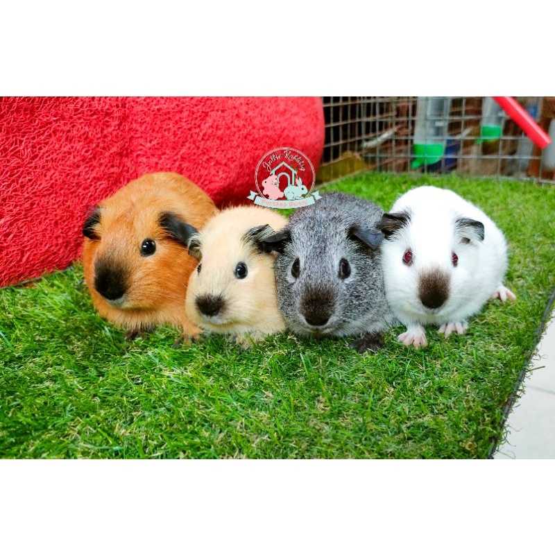 Guinea pig american California cavy cavi cavia cavvies tikus Belanda marmut import