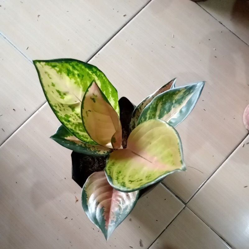 aglonema sultan Brunai