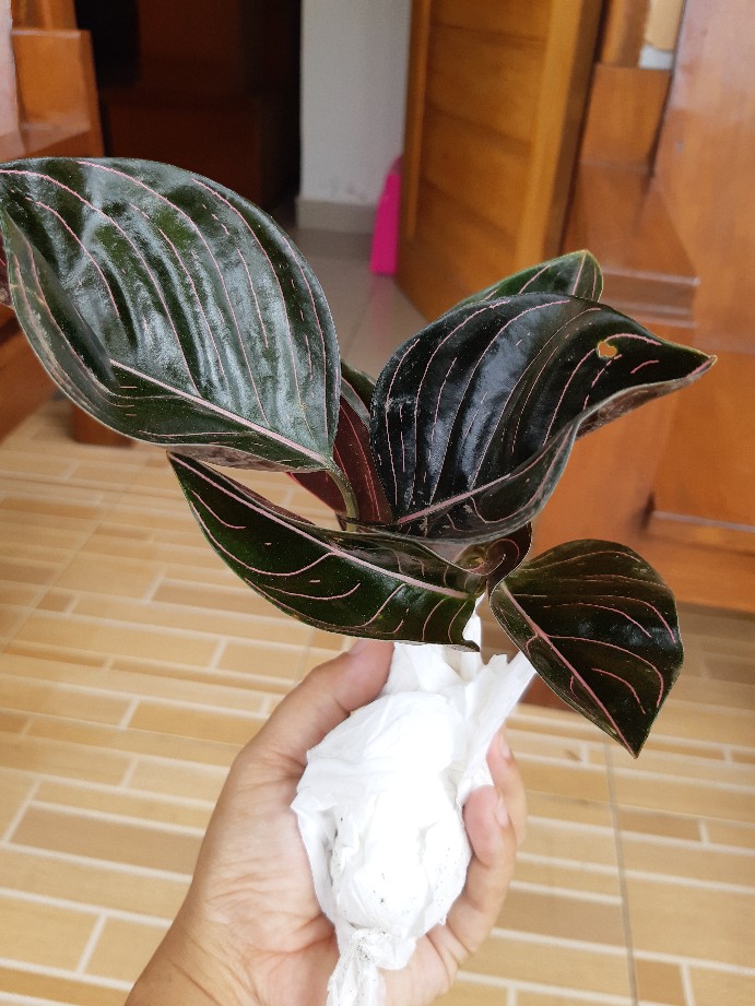 Aglonema Rotundum Aceh 2daun Reamja