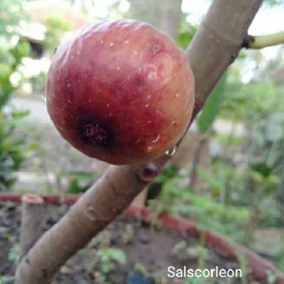 Bibit Pohon Tin Varian Salscorleon | Pohon tin Buah Merah Manis