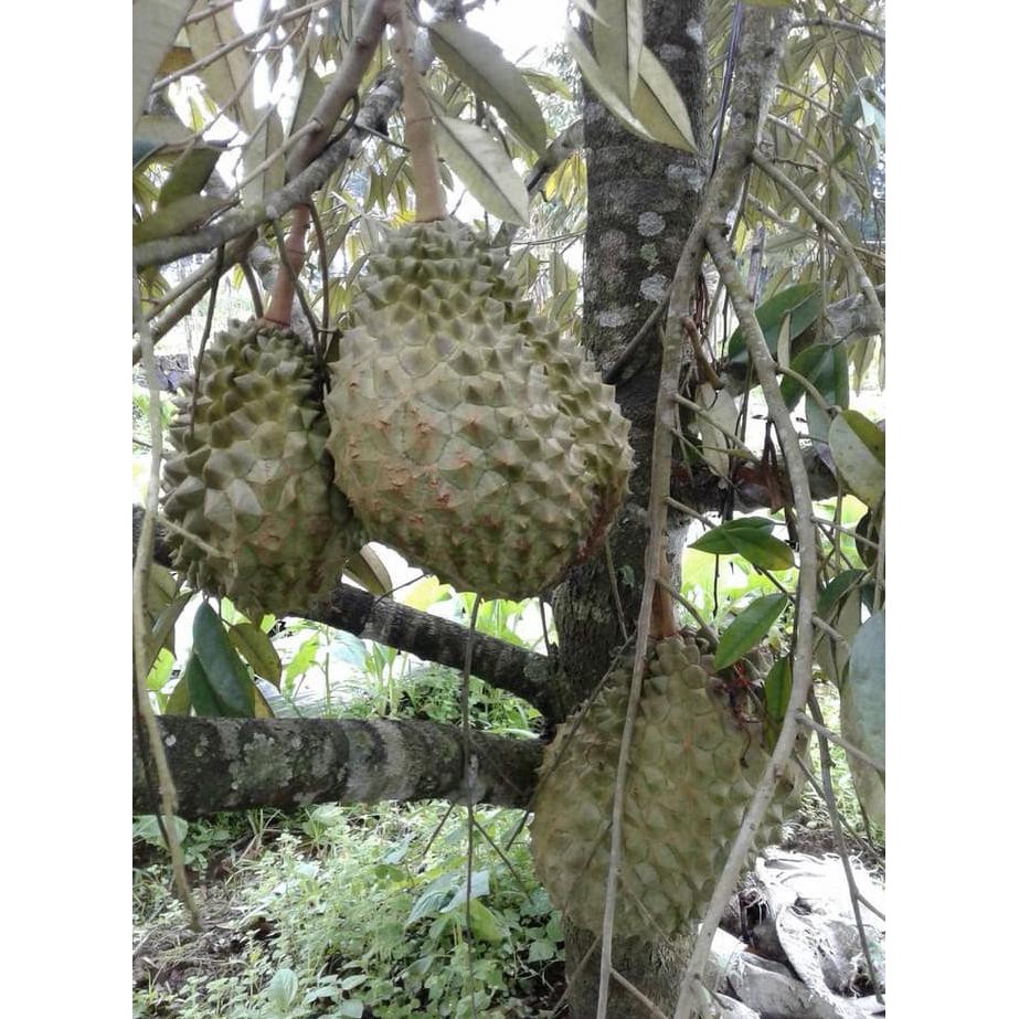 Premium Jual Bibit Durian Bawor (Dongkelan/Cabutan) Siap Tanam Ukuran 2 M Dm2018