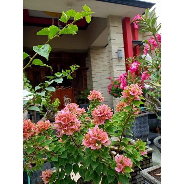 Bougenville / bugenvil Singapore Peach