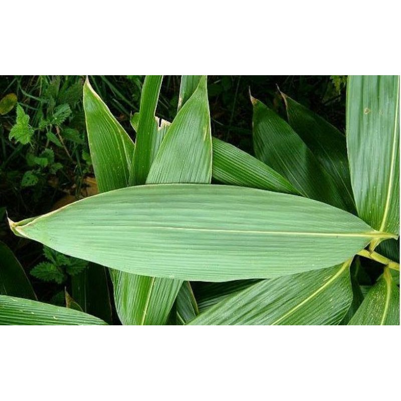 

Daun Bambu Segar / 100 gram