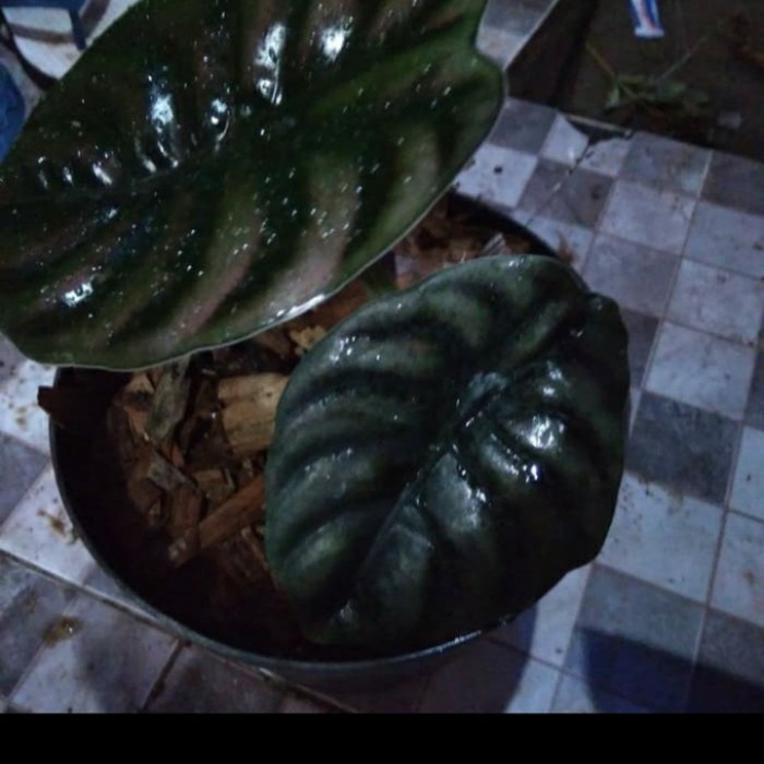 tanaman hias keladi tengkorak - keladi tengkorak