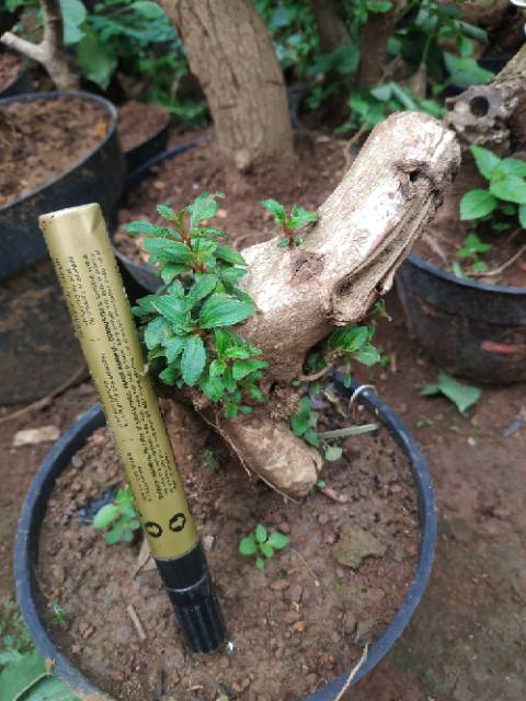 Bahan Bonsai Senggani Shopee Indonesia